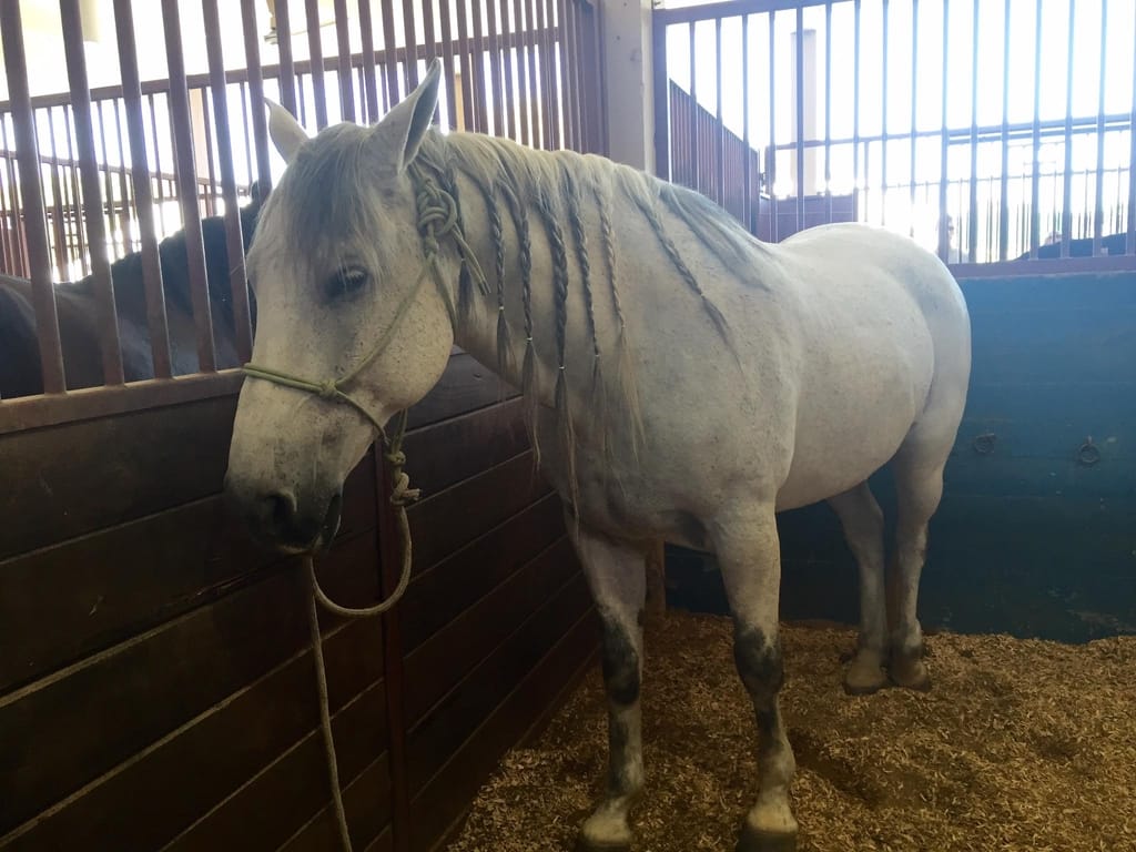 state-fair-of-texas-horse-dfw-fair-park