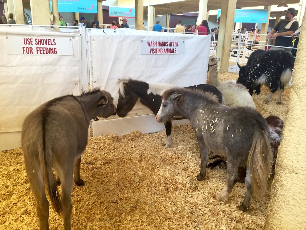 state-fair-of-texas-horse-dfw-fair-park