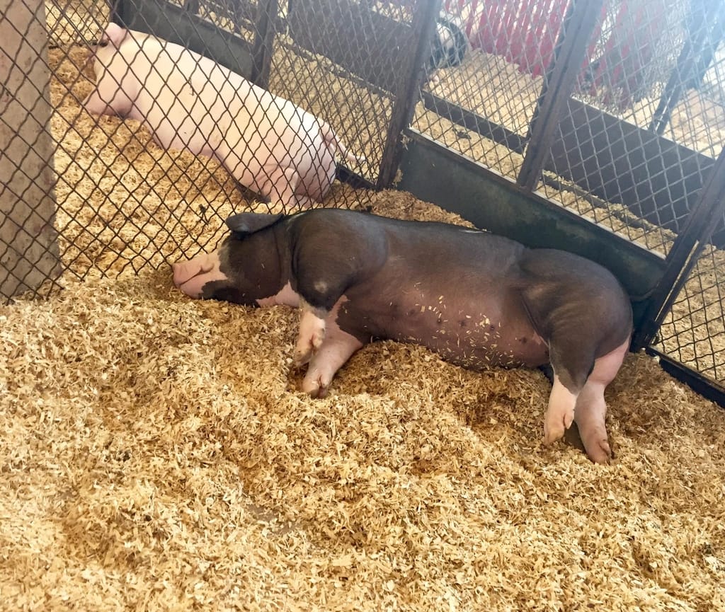 state-fair-of-texas-swine-pig-dfw-fair-park