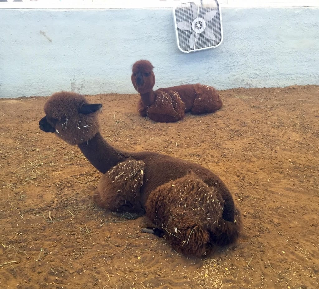 state-fair-of-texas-petting-zoo-dfw-fair-park